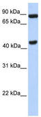 Neuronal PAS Domain Protein 2 antibody, TA335816, Origene, Western Blot image 