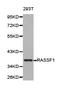 Ras Association Domain Family Member 1 antibody, TA326994, Origene, Western Blot image 