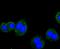 Vesicle Associated Membrane Protein 8 antibody, NBP2-66777, Novus Biologicals, Immunocytochemistry image 