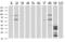 UPF0663 transmembrane protein C17orf28 antibody, MA5-25149, Invitrogen Antibodies, Western Blot image 