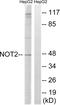 CCR4-NOT transcription complex subunit 2 antibody, abx012984, Abbexa, Western Blot image 