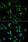 DNA dC->dU-editing enzyme APOBEC-3G antibody, A1459, ABclonal Technology, Immunofluorescence image 