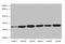Bisphosphoglycerate Mutase antibody, LS-C675430, Lifespan Biosciences, Western Blot image 