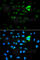 p21 antibody, A1483, ABclonal Technology, Immunofluorescence image 