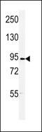 DLG Associated Protein 5 antibody, 61-521, ProSci, Western Blot image 