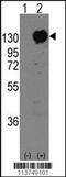 Cadherin 15 antibody, 57-674, ProSci, Western Blot image 