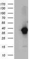 Dual adapter for phosphotyrosine and 3-phosphotyrosine and 3-phosphoinositide antibody, TA810236, Origene, Western Blot image 