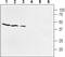 Prostaglandin E Receptor 1 antibody, PA5-77692, Invitrogen Antibodies, Western Blot image 