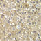 Myosin Binding Protein C, Fast Type antibody, LS-C348993, Lifespan Biosciences, Immunohistochemistry frozen image 