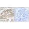 MPC1 antibody, A07721, Boster Biological Technology, Immunohistochemistry paraffin image 