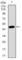 Chromosome 17 Open Reading Frame 53 antibody, abx015782, Abbexa, Western Blot image 