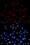 SAFB Like Transcription Modulator antibody, abx000152, Abbexa, Western Blot image 