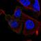 Muscarinic acetylcholine receptor M3 antibody, HPA048036, Atlas Antibodies, Immunocytochemistry image 