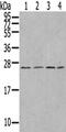 Ubiquitin Domain Containing 1 antibody, PA5-51353, Invitrogen Antibodies, Western Blot image 