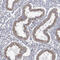 Ras GTPase-activating protein 2 antibody, HPA035374, Atlas Antibodies, Immunohistochemistry paraffin image 