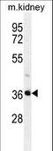 PIH1 Domain Containing 2 antibody, LS-C163723, Lifespan Biosciences, Western Blot image 