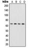 p65 antibody, LS-C352803, Lifespan Biosciences, Western Blot image 