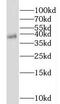 NK3 Homeobox 2 antibody, FNab05753, FineTest, Western Blot image 