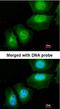S100 Calcium Binding Protein A11 antibody, orb73922, Biorbyt, Immunofluorescence image 