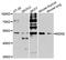 MDM2 Proto-Oncogene antibody, A13327, ABclonal Technology, Western Blot image 