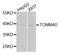 Mitochondrial import receptor subunit TOM40 homolog antibody, LS-C332428, Lifespan Biosciences, Western Blot image 