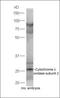 Mitochondrially Encoded Cytochrome C Oxidase II antibody, orb182893, Biorbyt, Western Blot image 