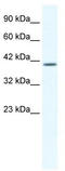 Potassium channel subfamily K member 13 antibody, TA338707, Origene, Western Blot image 