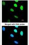 BRISC And BRCA1 A Complex Member 2 antibody, PA5-21656, Invitrogen Antibodies, Immunofluorescence image 