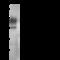 Selectin P Ligand antibody, 13863-T60, Sino Biological, Western Blot image 