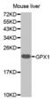 Glutathione Peroxidase 1 antibody, abx000882, Abbexa, Western Blot image 