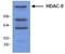 Histone Deacetylase 9 antibody, TA318928, Origene, Western Blot image 