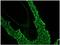 Keratin 14 antibody, DM3066P, Origene, Immunohistochemistry paraffin image 