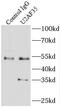 U2 Small Nuclear RNA Auxiliary Factor 1 antibody, FNab09138, FineTest, Immunoprecipitation image 