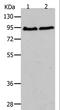 A-Kinase Anchoring Protein 8 antibody, LS-C405747, Lifespan Biosciences, Western Blot image 