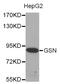 Gelsolin antibody, abx002844, Abbexa, Western Blot image 