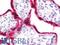 Bisphosphoglycerate Mutase antibody, LS-B10833, Lifespan Biosciences, Immunohistochemistry frozen image 