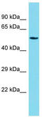 JRK Like antibody, TA337368, Origene, Western Blot image 
