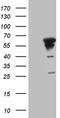 Myotilin antibody, CF809553, Origene, Western Blot image 