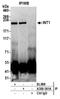 Integrator Complex Subunit 1 antibody, A300-361A, Bethyl Labs, Immunoprecipitation image 