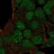 Homeobox protein goosecoid antibody, NBP2-58820, Novus Biologicals, Immunocytochemistry image 