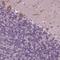 Protein Smaug homolog 1 antibody, NBP2-49440, Novus Biologicals, Immunohistochemistry frozen image 