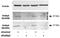 DNA Polymerase Delta Interacting Protein 2 antibody, TA311441, Origene, Western Blot image 