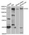 CD22 Molecule antibody, TA332916, Origene, Western Blot image 