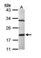 BCL2 Like 15 antibody, orb74304, Biorbyt, Western Blot image 
