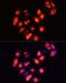 HNF-4-alpha antibody, LS-C746987, Lifespan Biosciences, Immunofluorescence image 