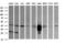 CD1c Molecule antibody, M01188-2, Boster Biological Technology, Western Blot image 