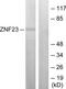Zinc Finger Protein 23 antibody, TA314687, Origene, Western Blot image 