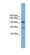 Exocyst Complex Component 6 antibody, NBP1-55468, Novus Biologicals, Western Blot image 