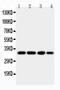 Aquaporin 5 antibody, PA5-78813, Invitrogen Antibodies, Western Blot image 