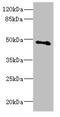 Cytochrome C Oxidase Assembly Factor Heme A:Farnesyltransferase COX10 antibody, LS-C675574, Lifespan Biosciences, Western Blot image 